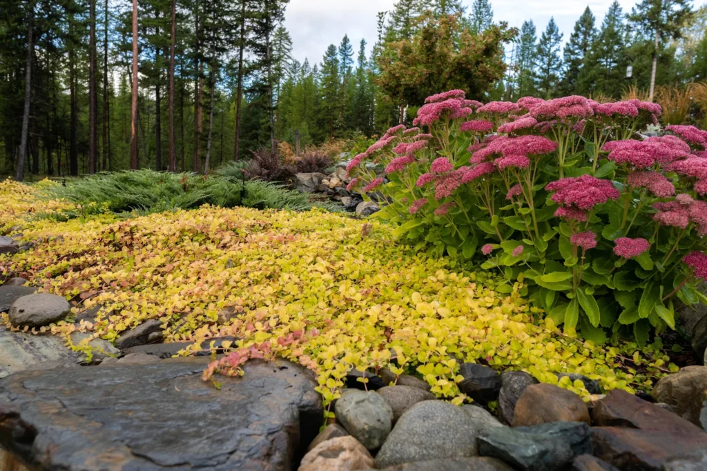 Pink pollinator planting spreading across the rock garden