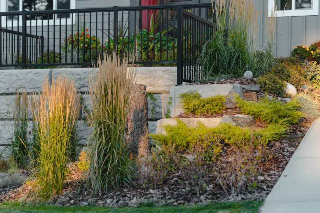 Habitat planting with ornamental grasses beside the patio